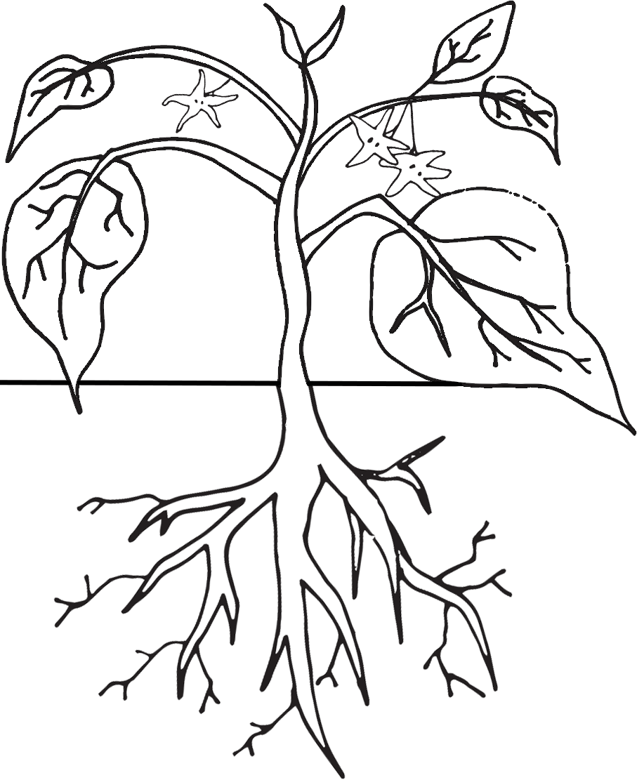 Plant Life Cycle Clipart, Worksheet & Coloring Page - - Coloring Home