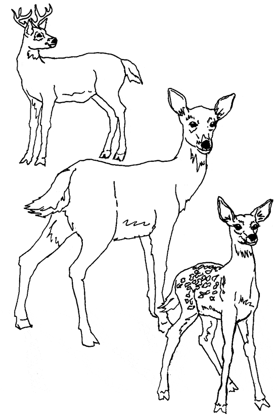 Deer coloring page - Animals Town - Animal color sheets Deer picture