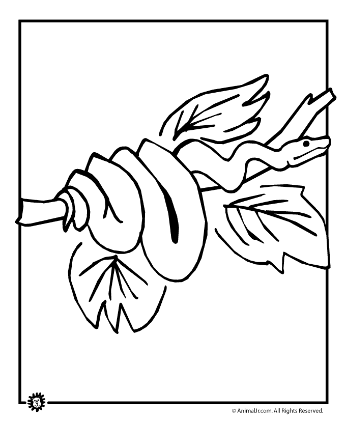 Rainforest Animal Coloring Pages | Animal Jr. - Coloring Home