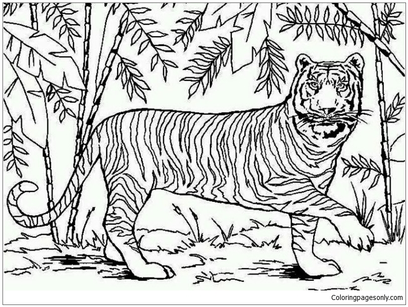 An Asian Tiger In Bamboo Forest Coloring Page - Free Coloring ...