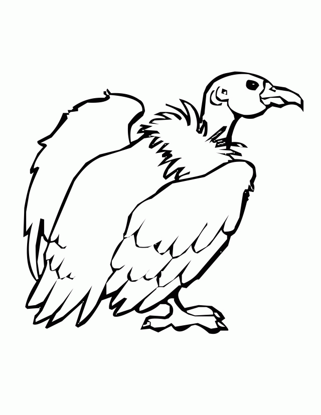 Pin Perched Turkey Vulture Coloring Page Super Cake On Pinterest 