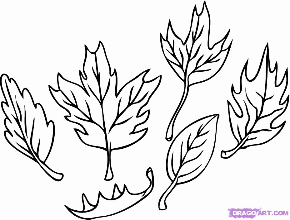 How to Draw Leaves, Step by Step, Trees, Pop Culture, FREE Online 