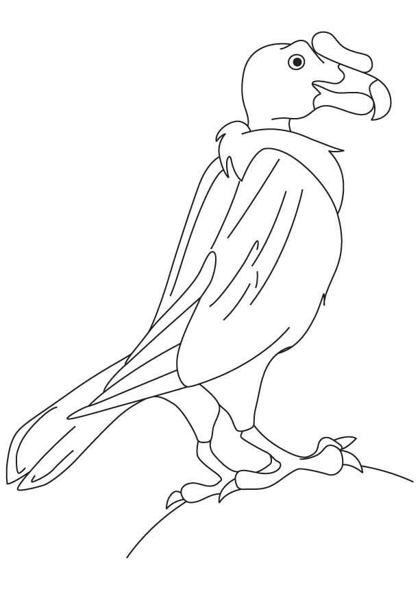 New world vulture coloring page | Download Free New world vulture 