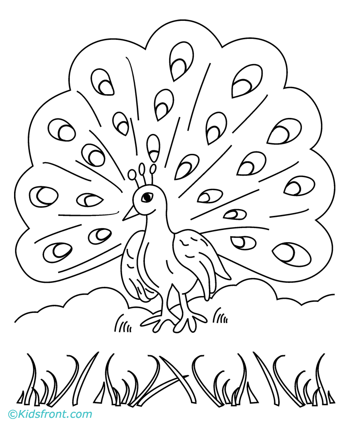 Coloring Pages Peacock Coloring Home