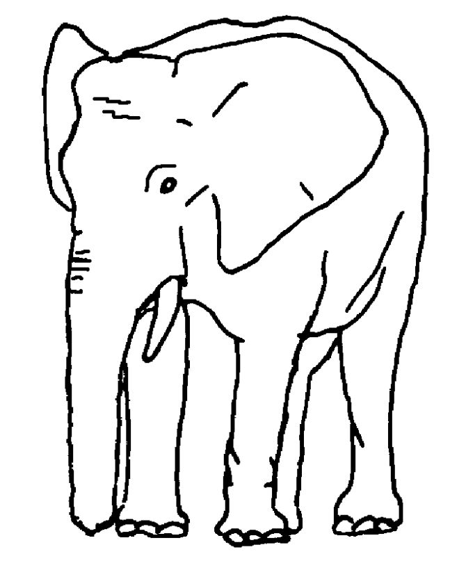 printable elephant pictures  coloring home