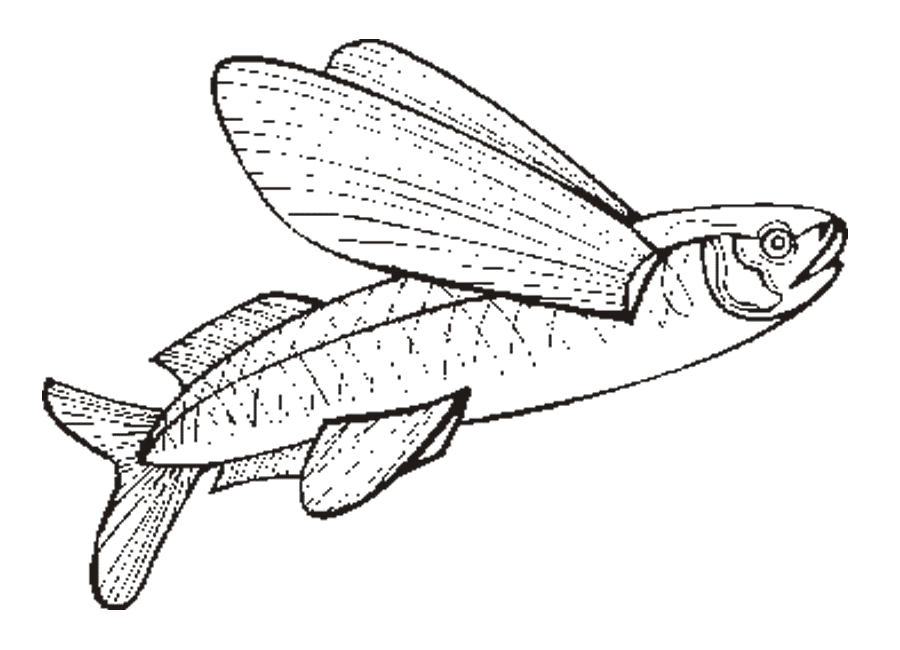 Flying Fish coloring page - Animals Town - animals color sheet 
