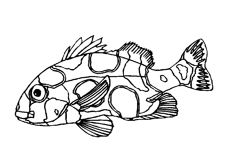 coloring pages of fish  coloring home