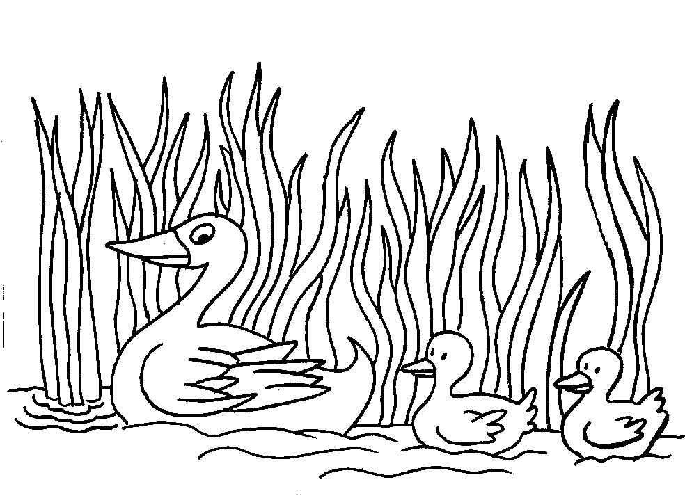 Ducks Coloring pages Free Printable Download | Coloring Pages Hub