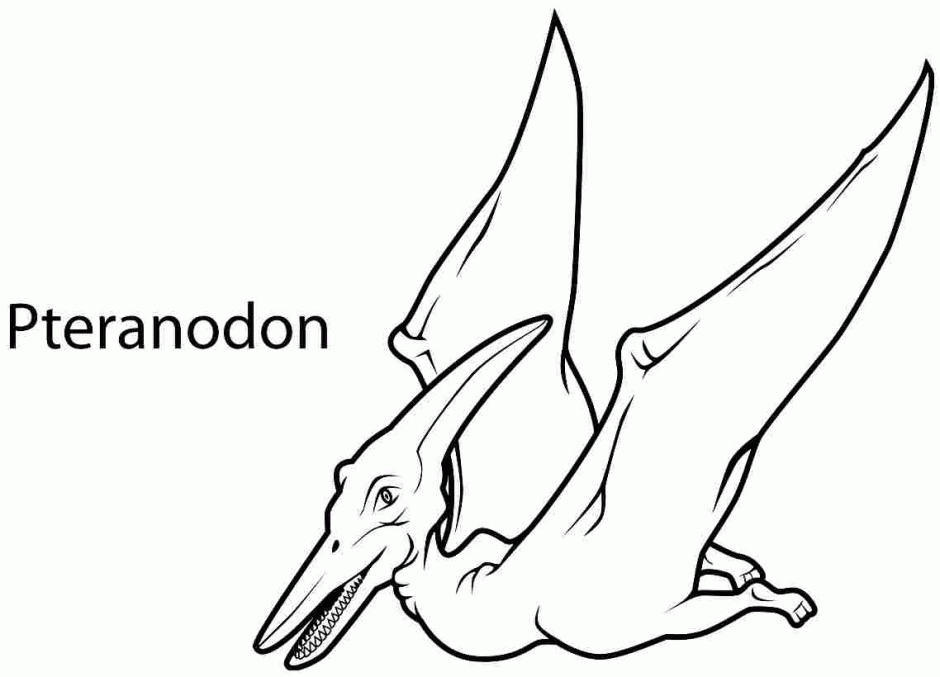 Animal Dinosaurs Pteranodon Coloring Pages Printable Free For 