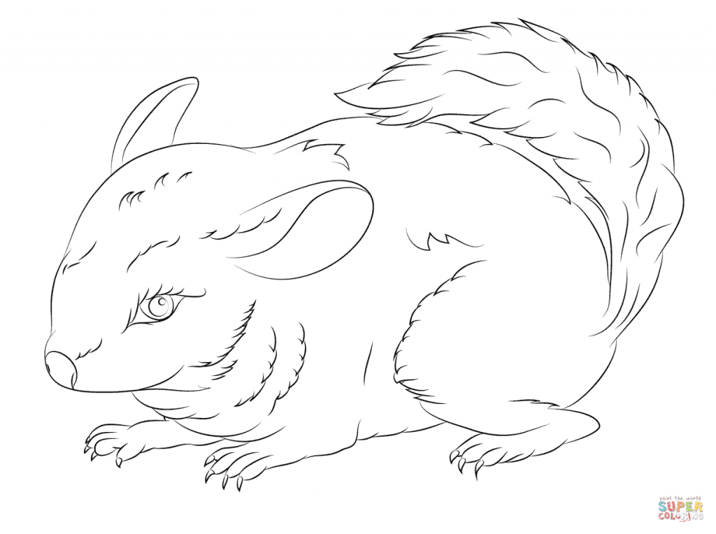 Chinchilla Coloring Page at GetDrawings | Free download