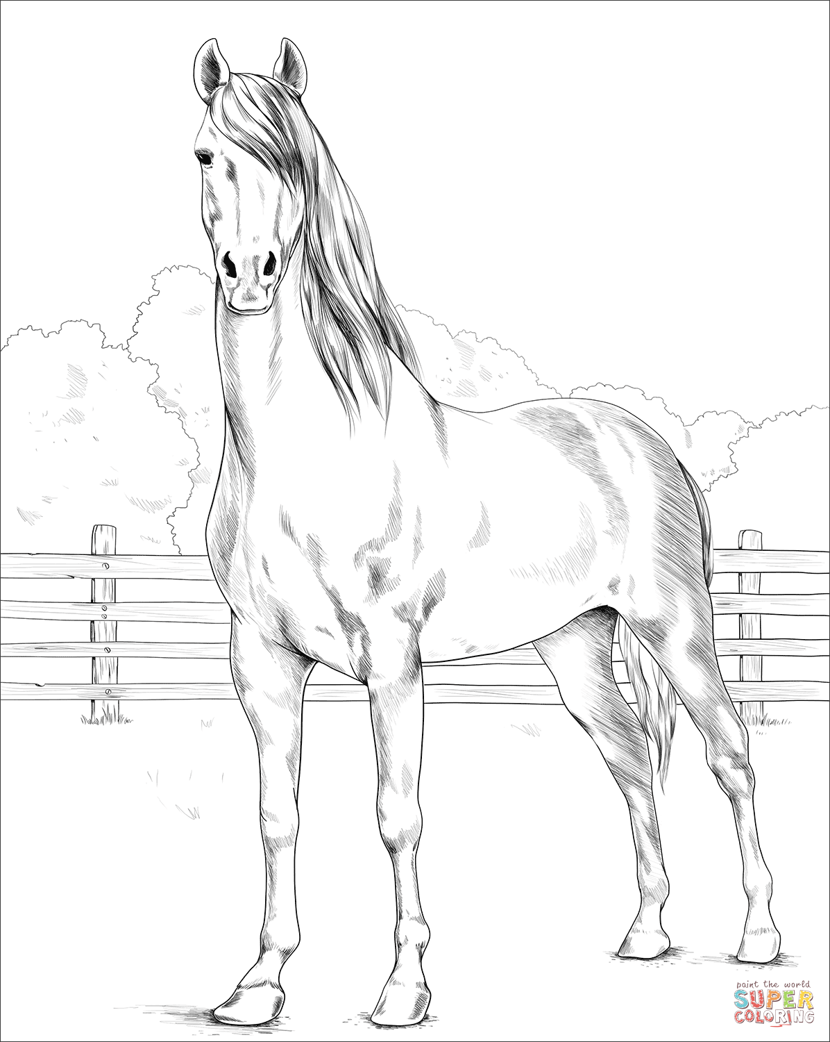 Morgan Horse coloring page | Free Printable Coloring Pages