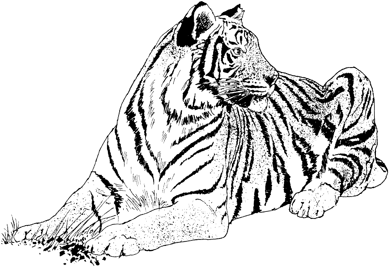 Printable Tiger Coloring Pages Kids - Colorine.net | #9847