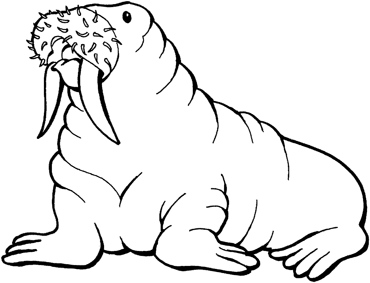 walrus coloring page - Clip Art Library