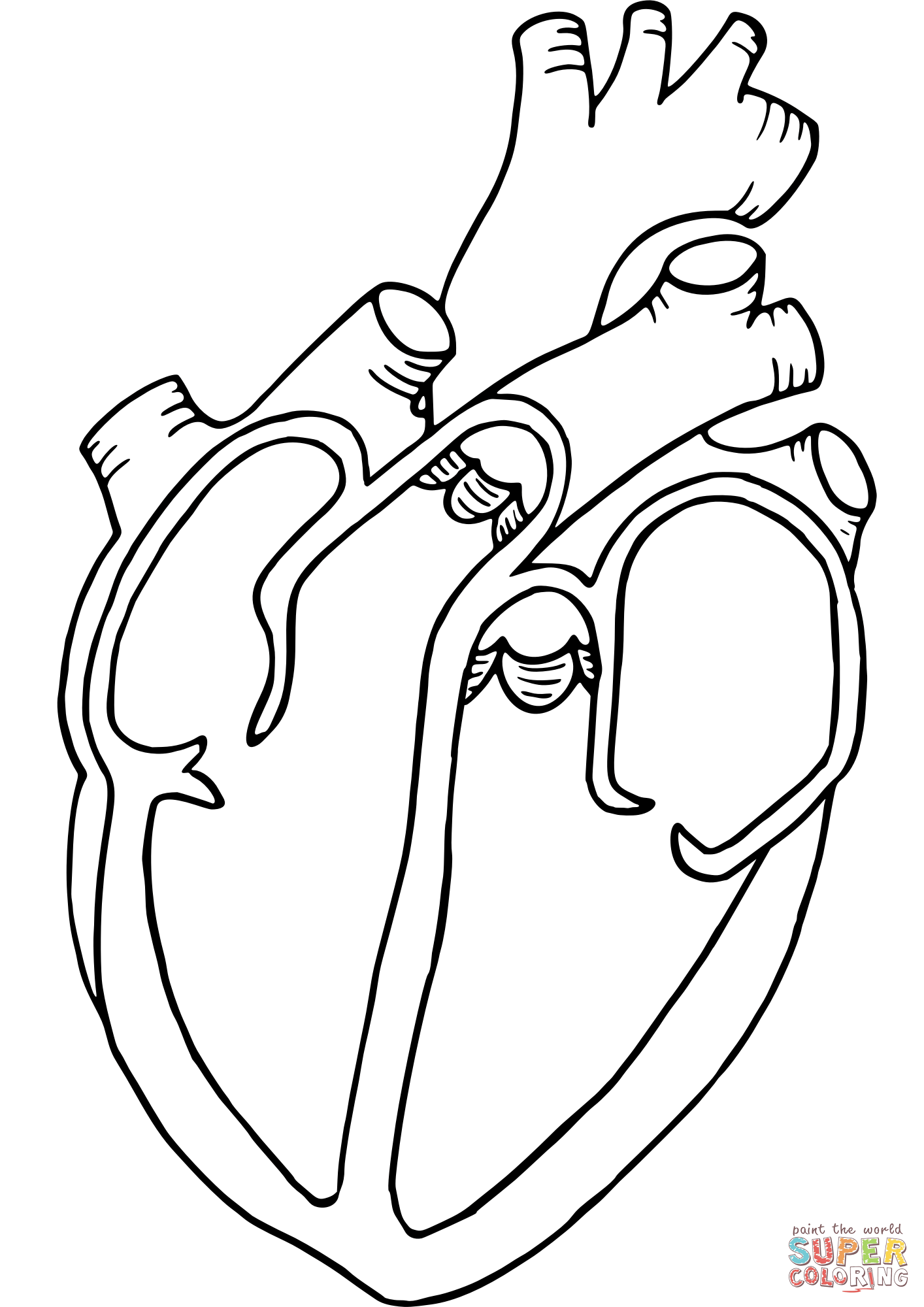 Anatomical Heart coloring page | Free Printable Coloring Pages