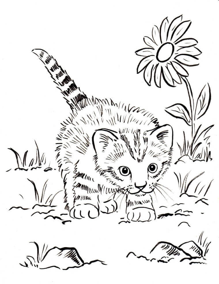30 Free Printable Kitten Coloring Pages (Kitty Coloring Sheets)