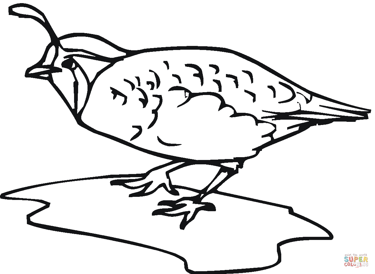 Quails Coloring Pages   Free Coloring Pages   Coloring Home