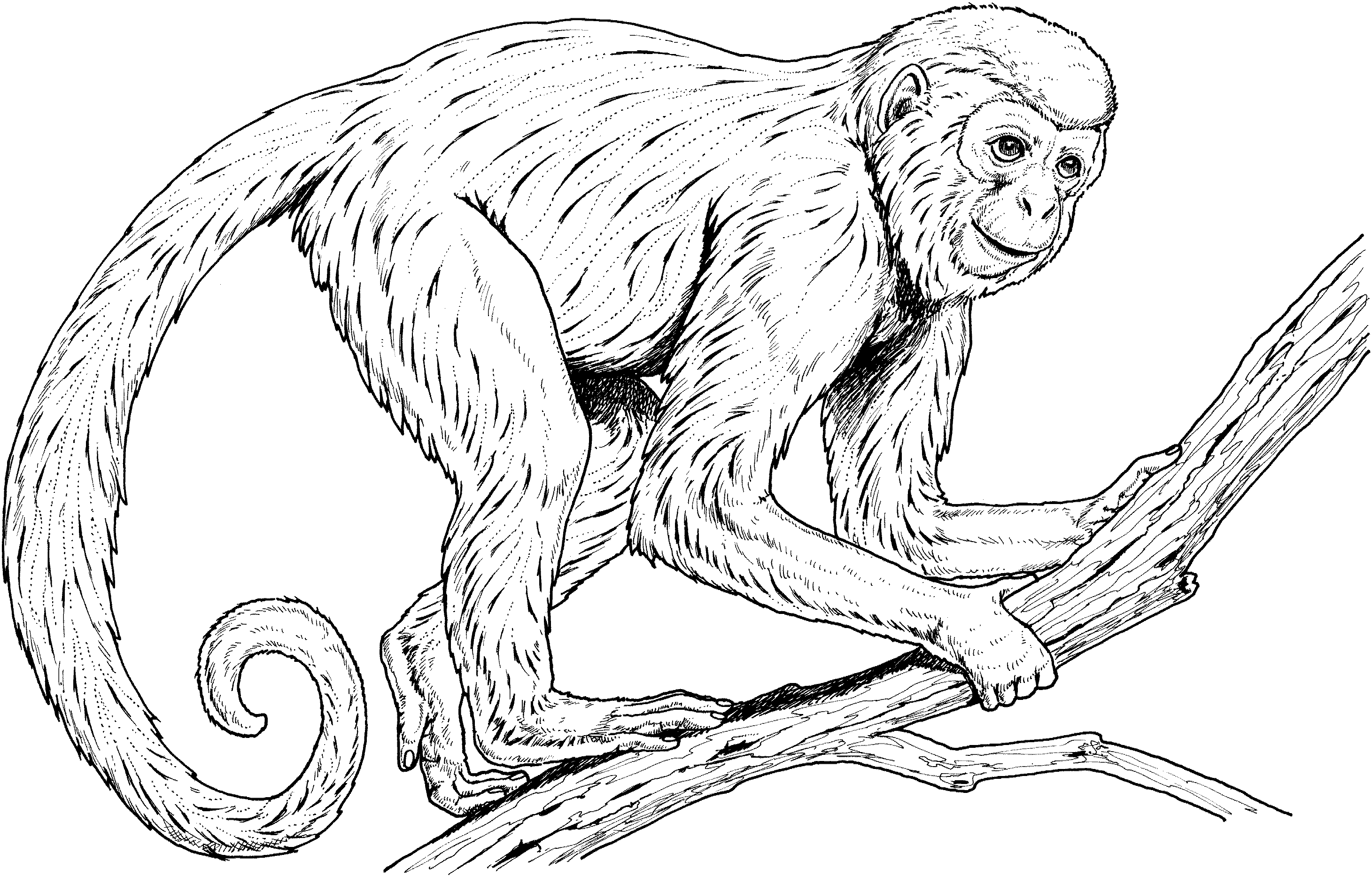 Coloring Pages Of Monkeys In Trees - High Quality Coloring Pages
