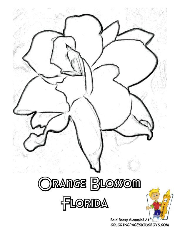Orange Blossom Illustration Printable Art Digital Download Color Sketch
