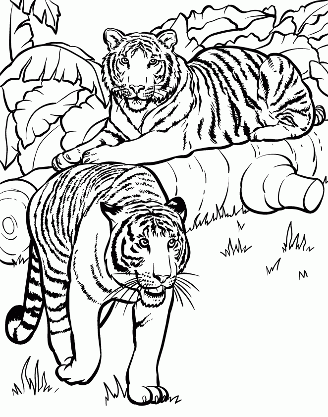 Simple Safari Animal Coloring Pages Az Coloring Pages, Brilliance ...