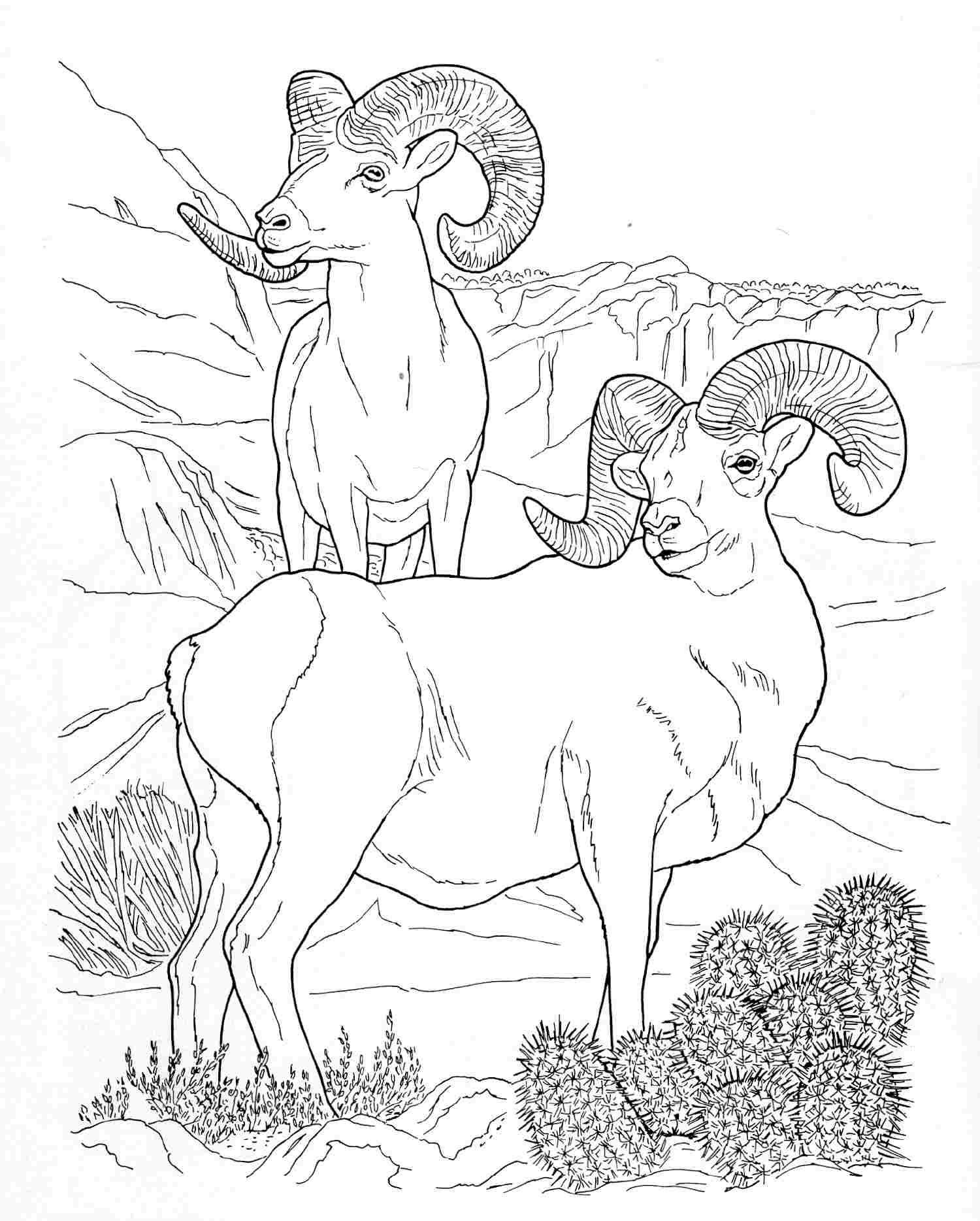 20 Pics Of North American Wildlife Coloring Pages   Wild Animal ...