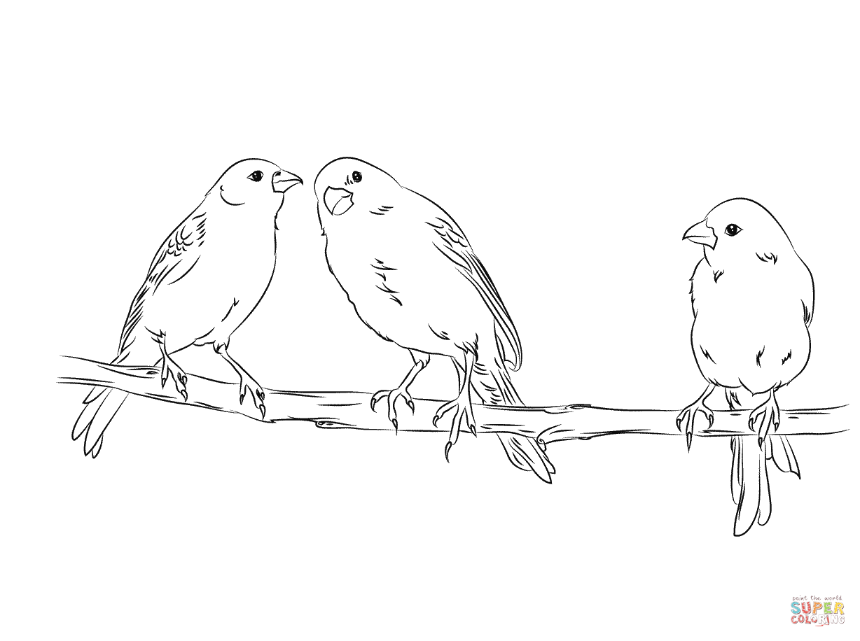 Canary coloring pages | Free Coloring Pages