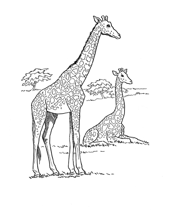 Wild animal coloring page -African Giraffe - African Safari Coloring Pages