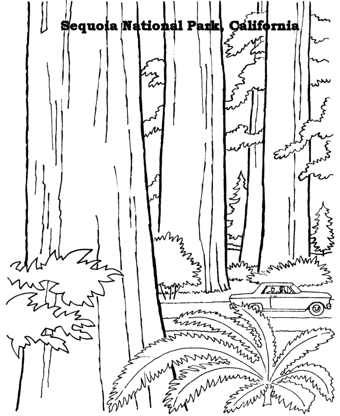 USA-Printables: Sequoia National Park coloring page - US National Parks
