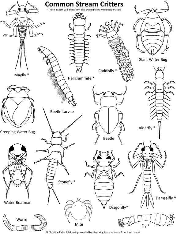Stream Insects Coloring Page -
