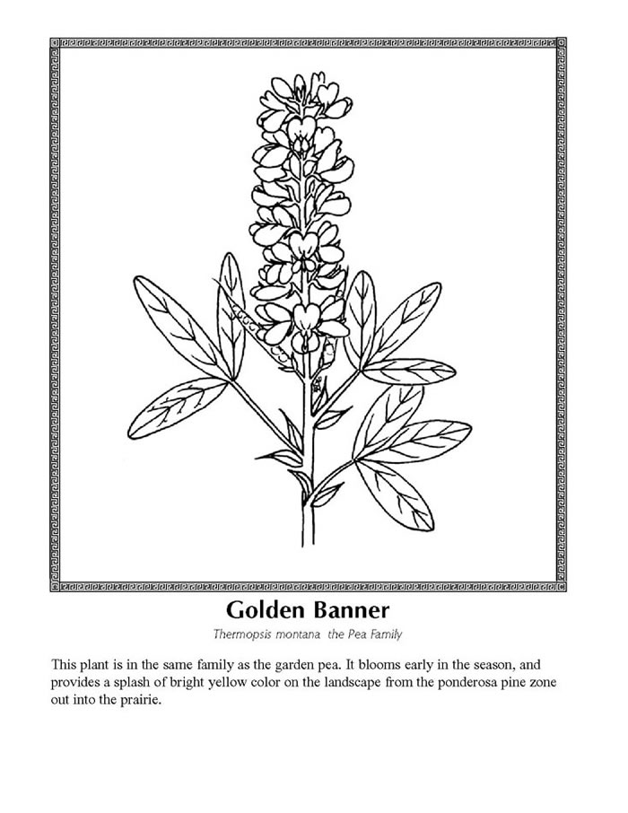 Celebrating Wildflowers Coloring Page