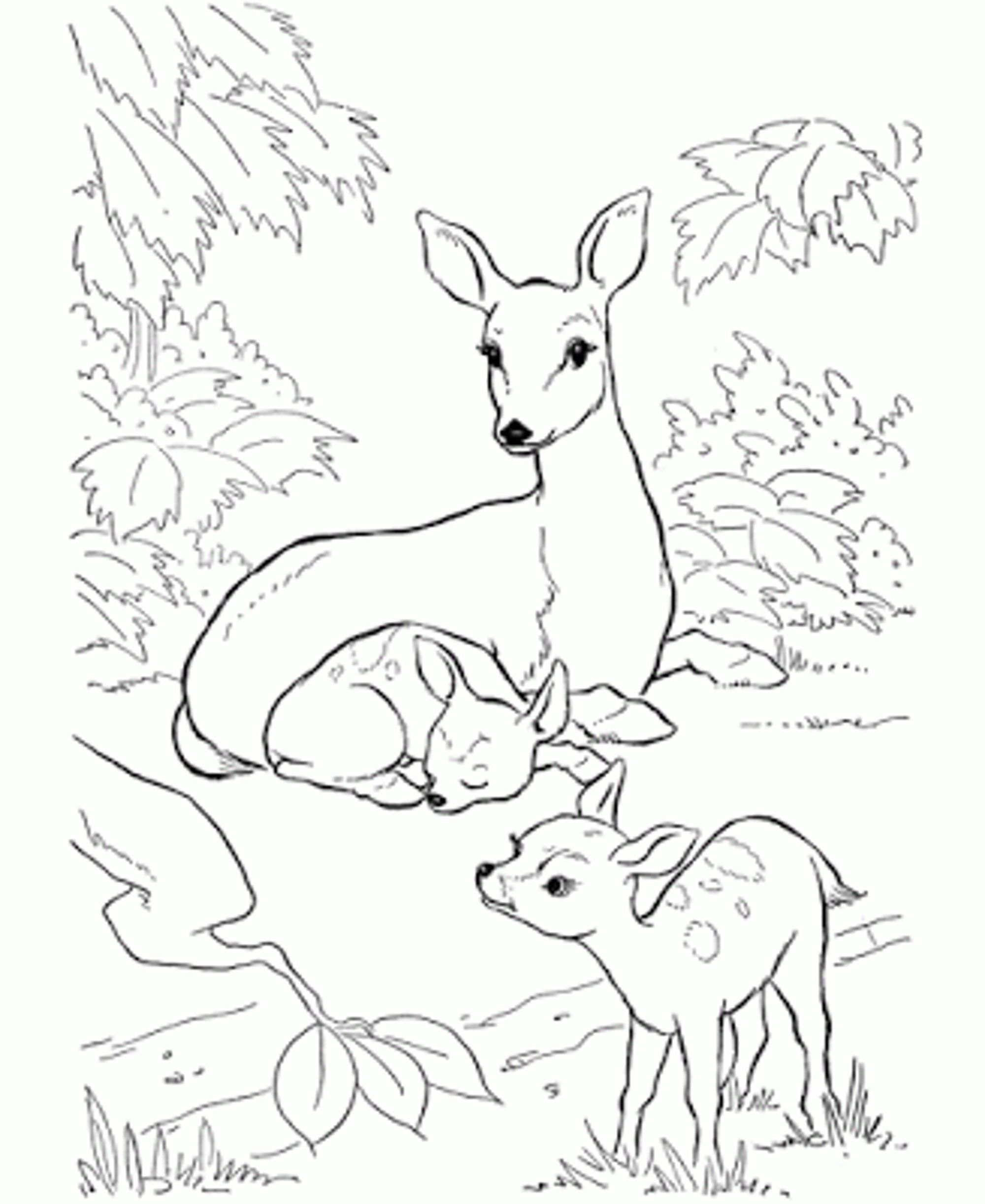 Deer Coloring Page Printable Cakrawalanews