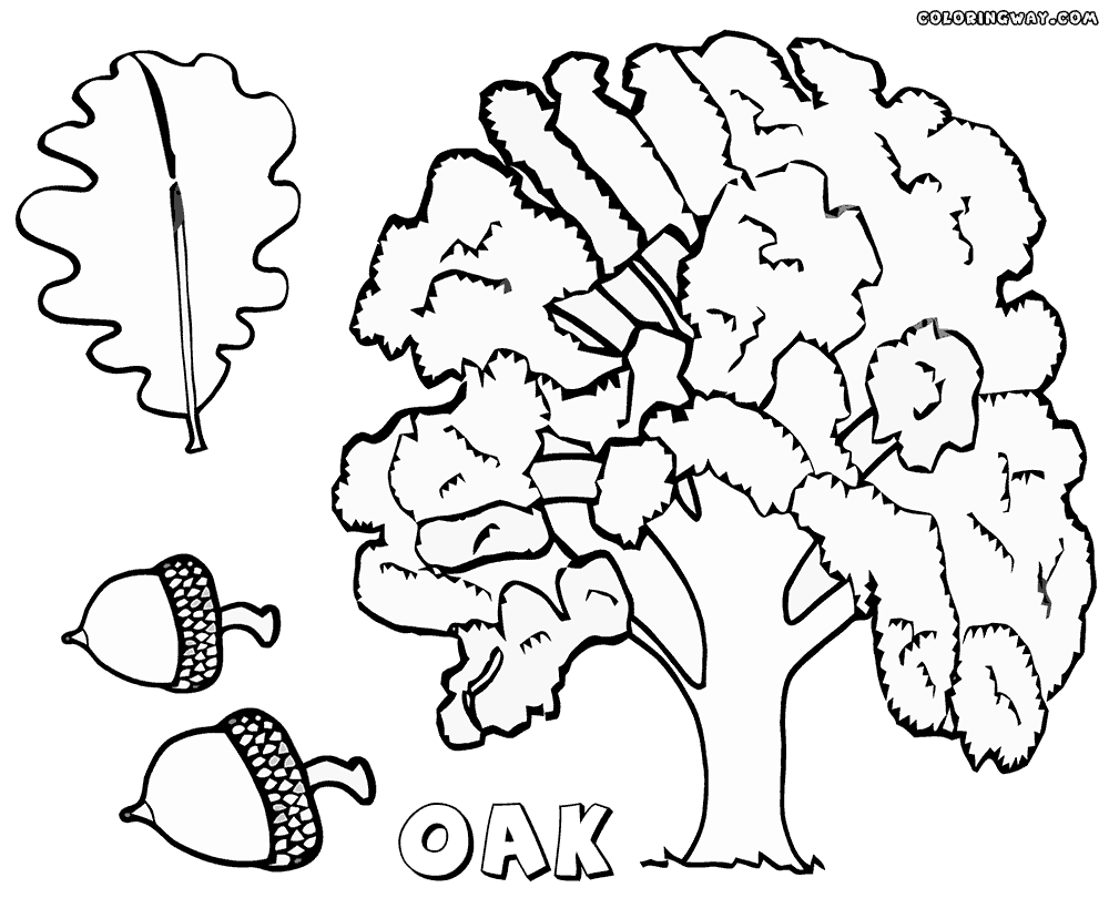 oak-tree-coloring-page-coloring-home
