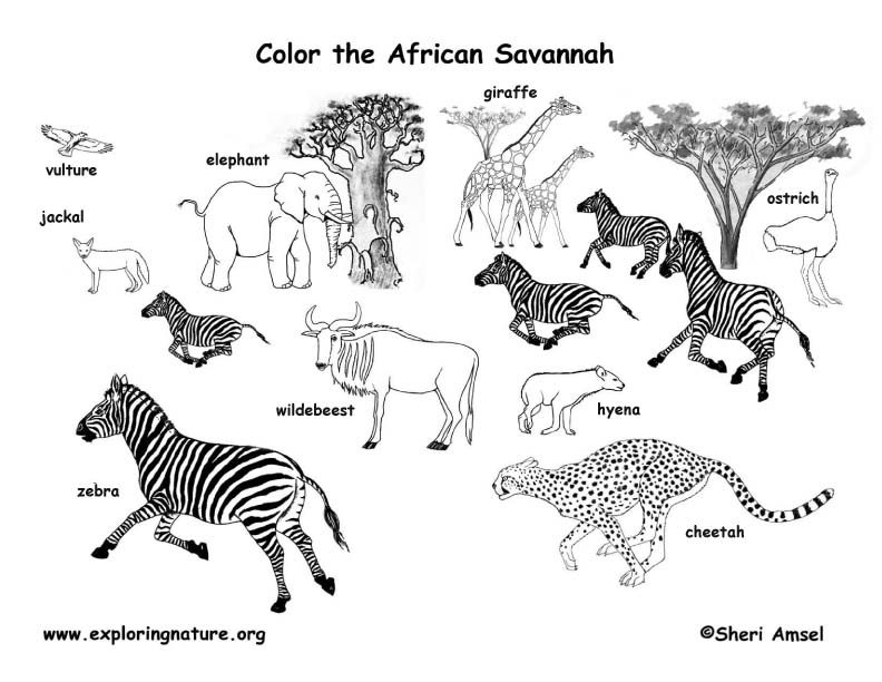 African Savannah Animals Coloring Page