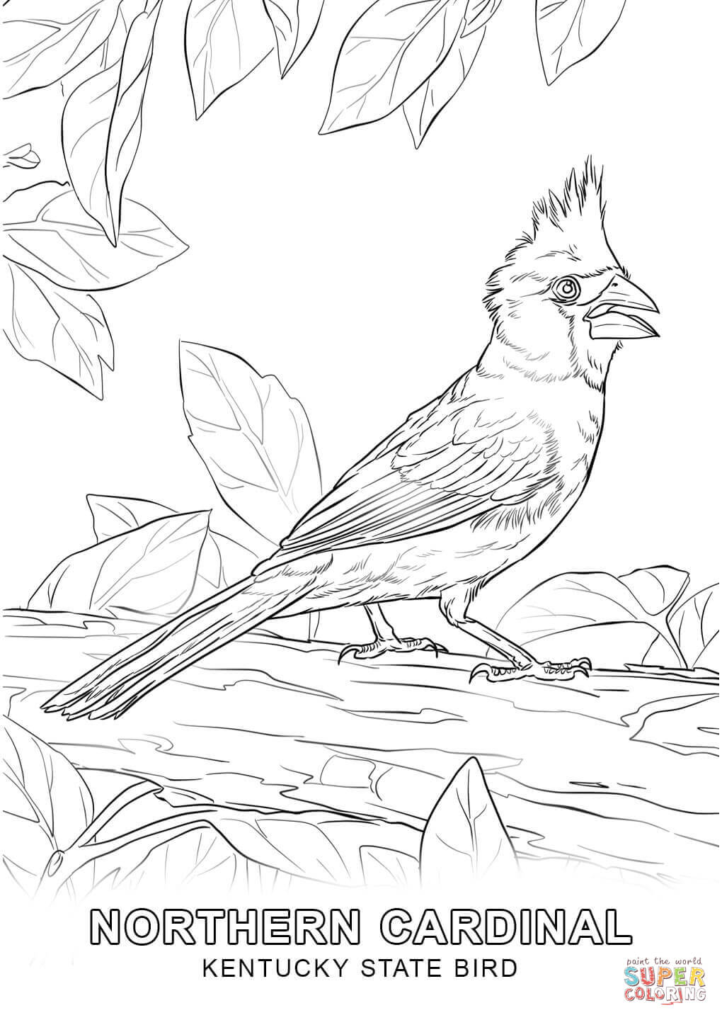8 Pics of Illinois State Bird Coloring Page - Illinois Coloring ...