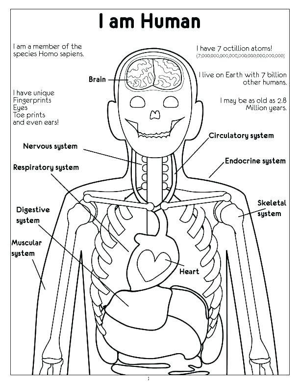 endocrine-system-coloring-pages-coloring-home