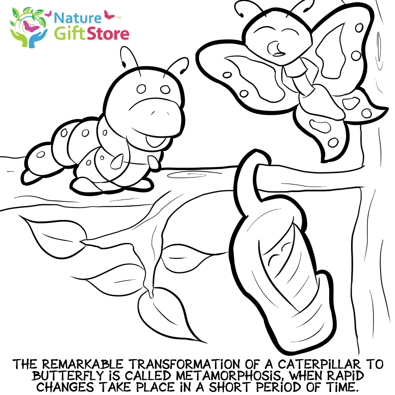 Printable Coloring Pages - Butterfly and Nature Gifts