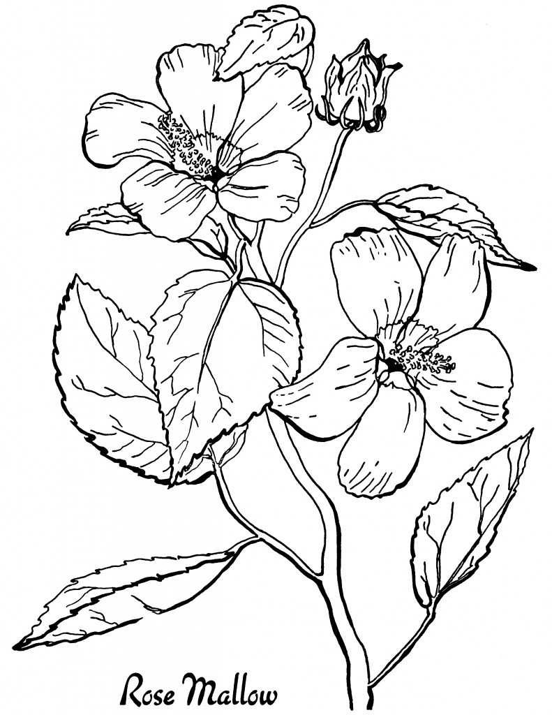 10 Floral Adult Coloring Pages! - The Graphics Fairy