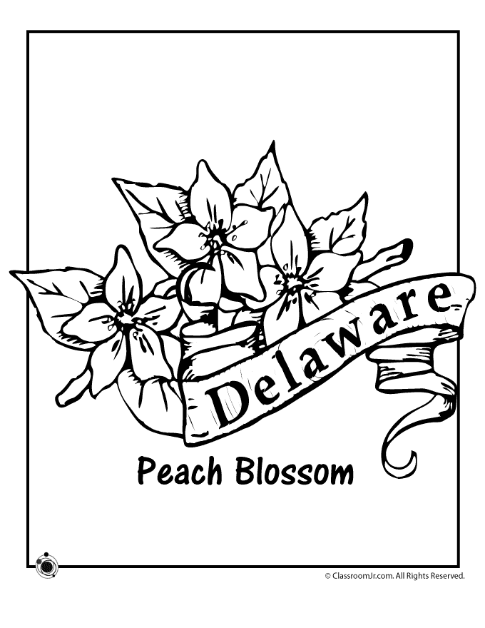 Delaware State Flower Coloring Page | Woo! Jr. Kids Activities