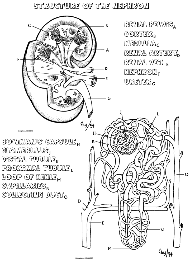 31 Anatomy and Physiology Coloring Pages Free to Print ...