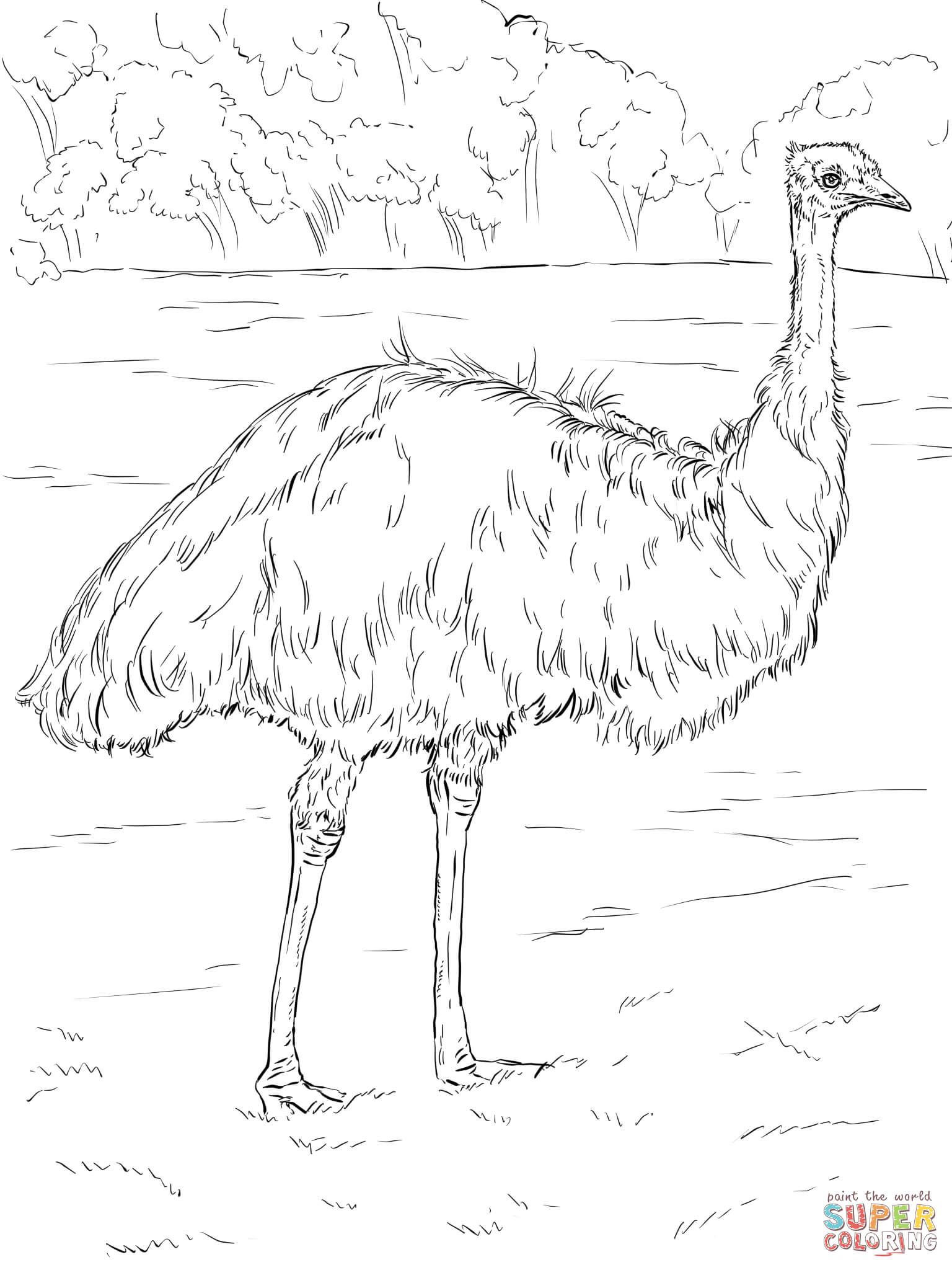 Realistic Emu | Bird coloring pages, Animal coloring pages, Super coloring  pages