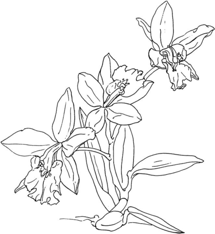 Orchids coloring page | Free Printable Coloring Pages