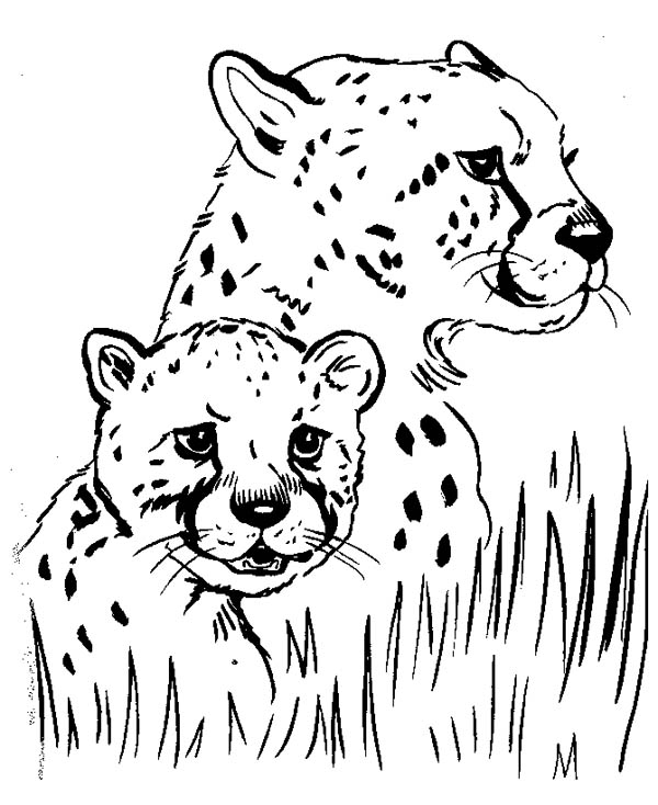 Baby Cheetah Coloring Pages With Mom Coloringstar Coloring Home