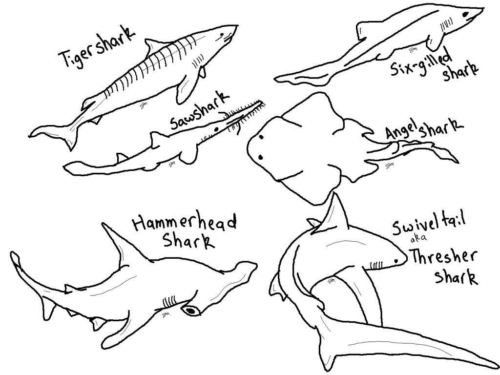 Hammerhead Shark Coloring Pages to