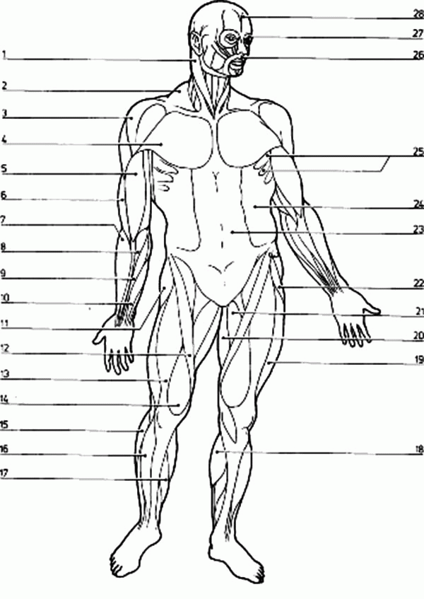 Genius Muscular System Coloring Pages Az Coloring Pages, Papers ...