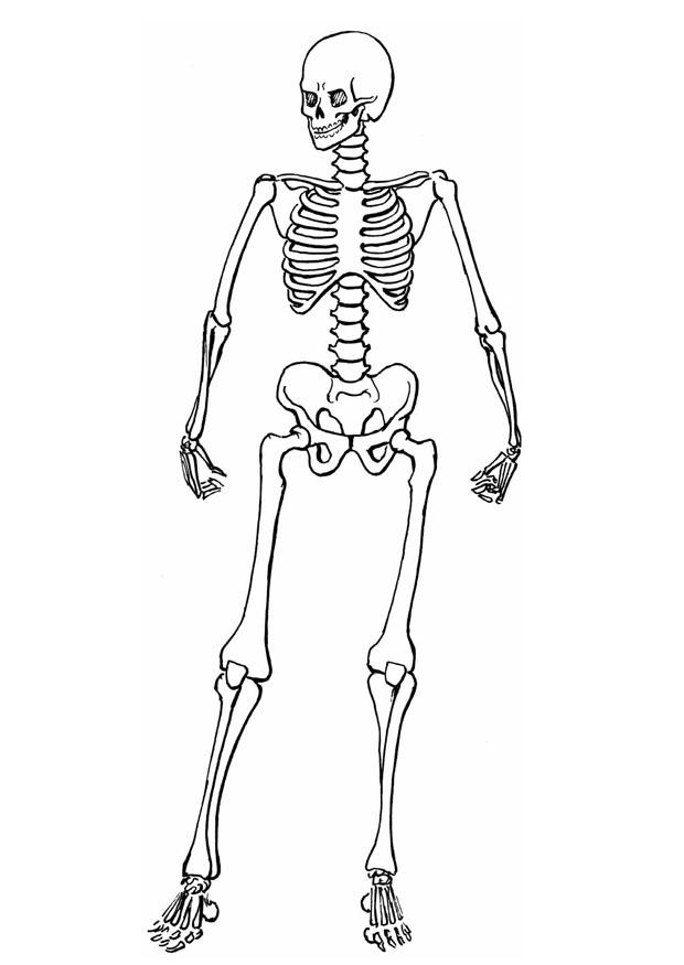 skeleton for kids