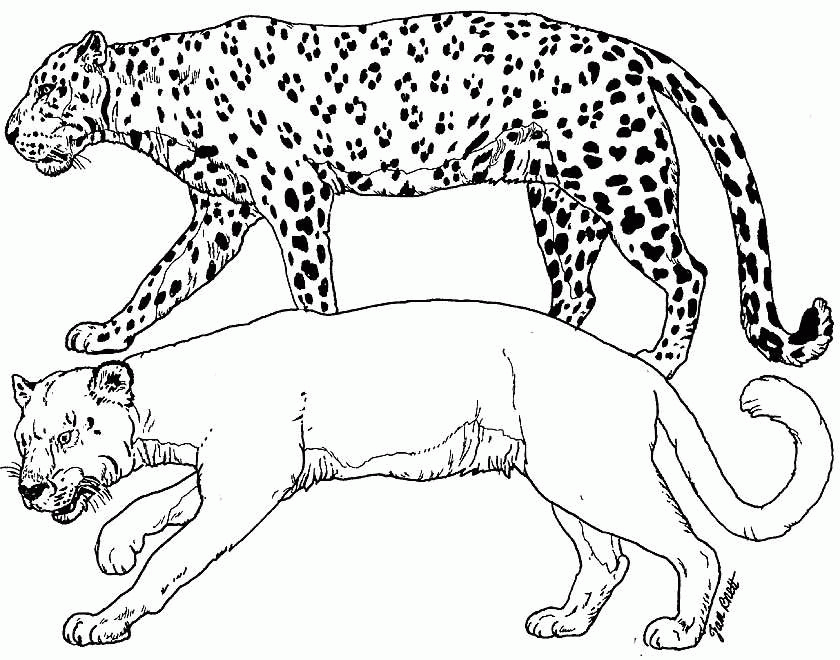 Panther - Coloring Pages for Kids and for Adults