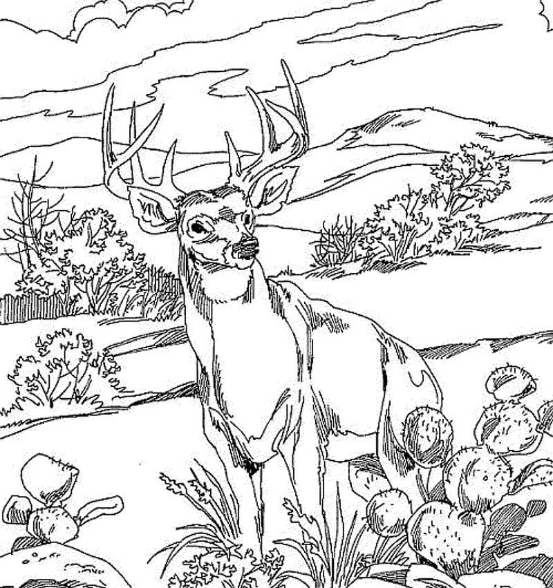 Wild Deer 2 Coloring Page - Free Printable Coloring Pages for Kids