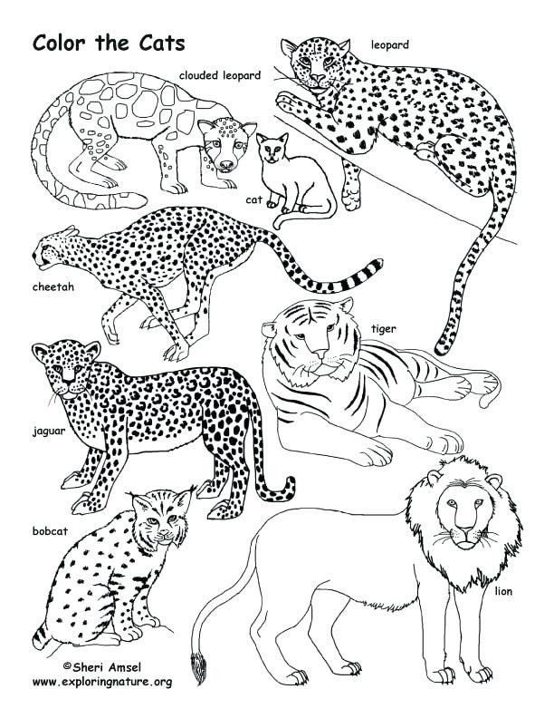 Download Wild Cats Coloring Pages - Coloring Home