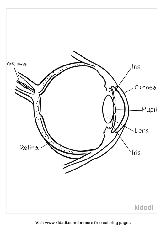 Parts Of An Animal Eye Coloring Page | Free Science Coloring Page | Kidadl