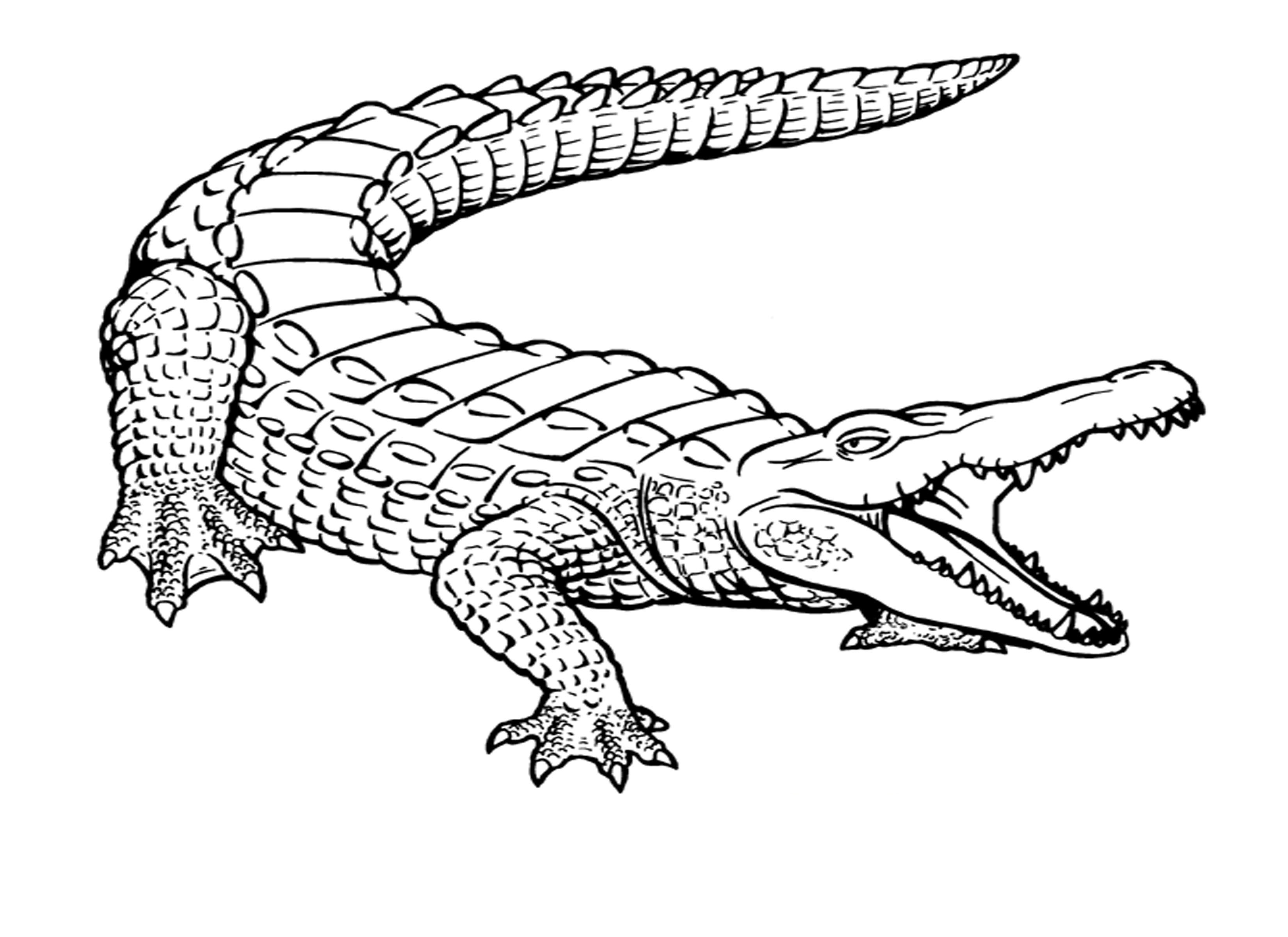 Crocodile Drawings For Kids Coloring Page