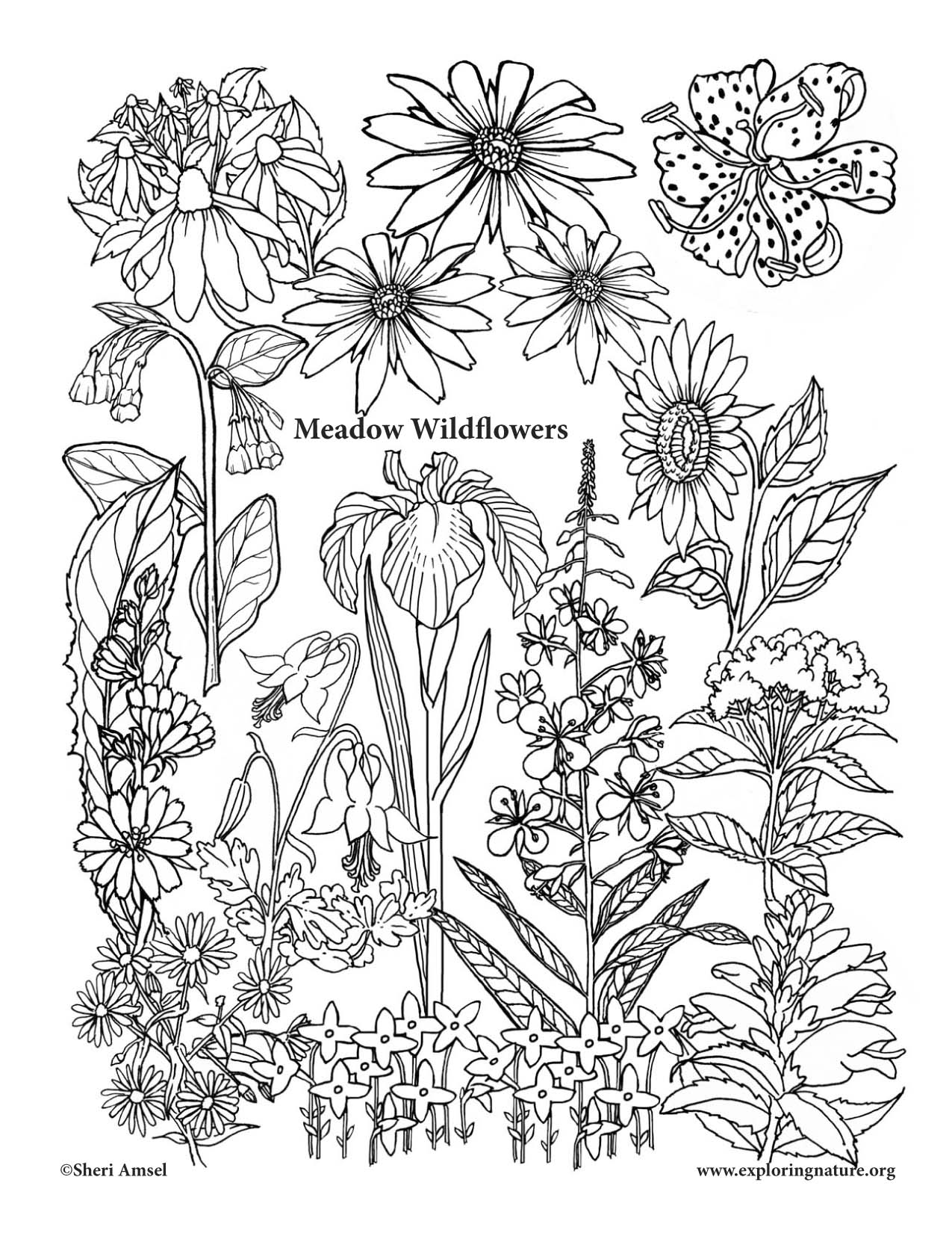 Wild Flowers Coloring Pages Coloring Home